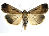 Tathorhynchus exsiccata